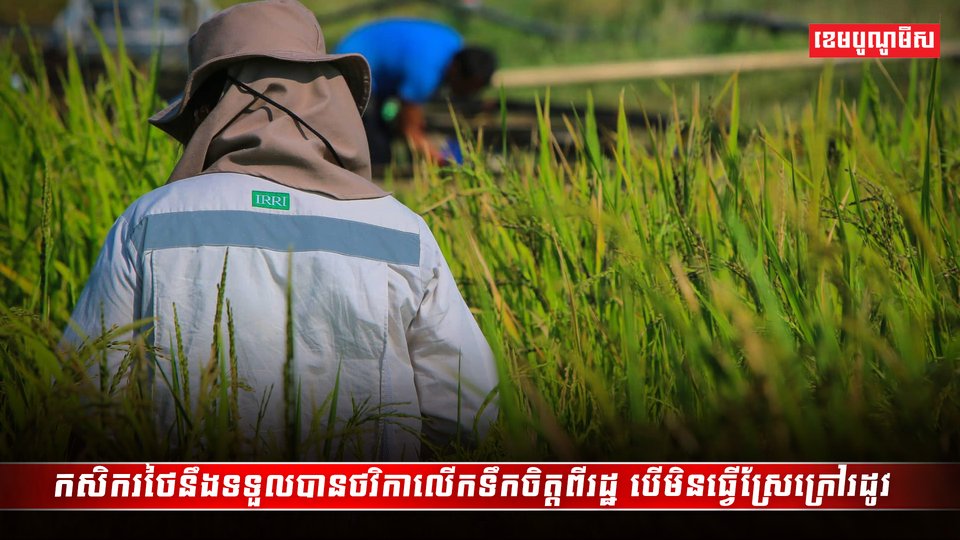 វិស័យស្រូវ អង្ករ