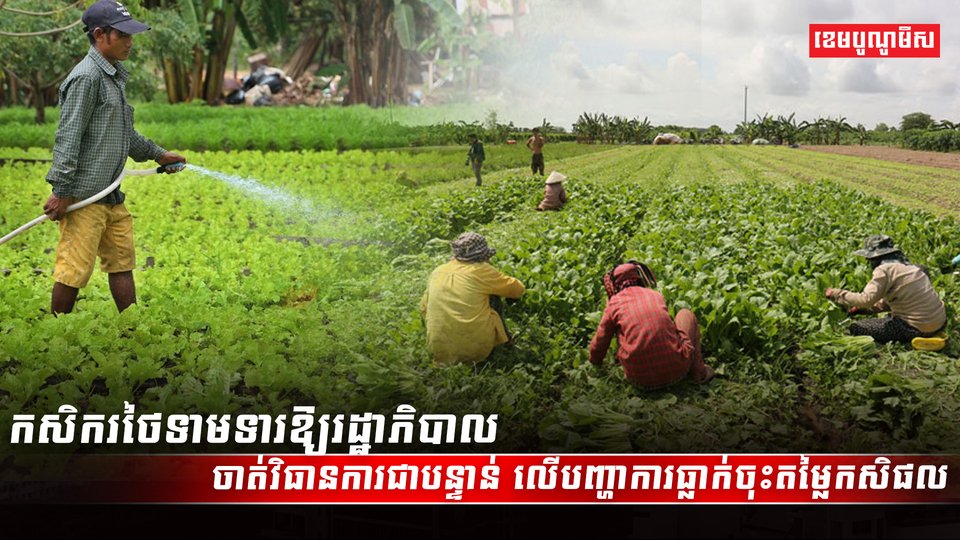 វិស័យកសិកម្ម