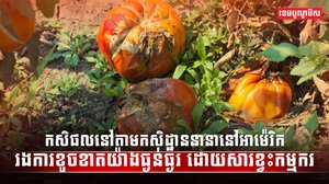 ច្បាប់អន្តោប្រវេសន៍