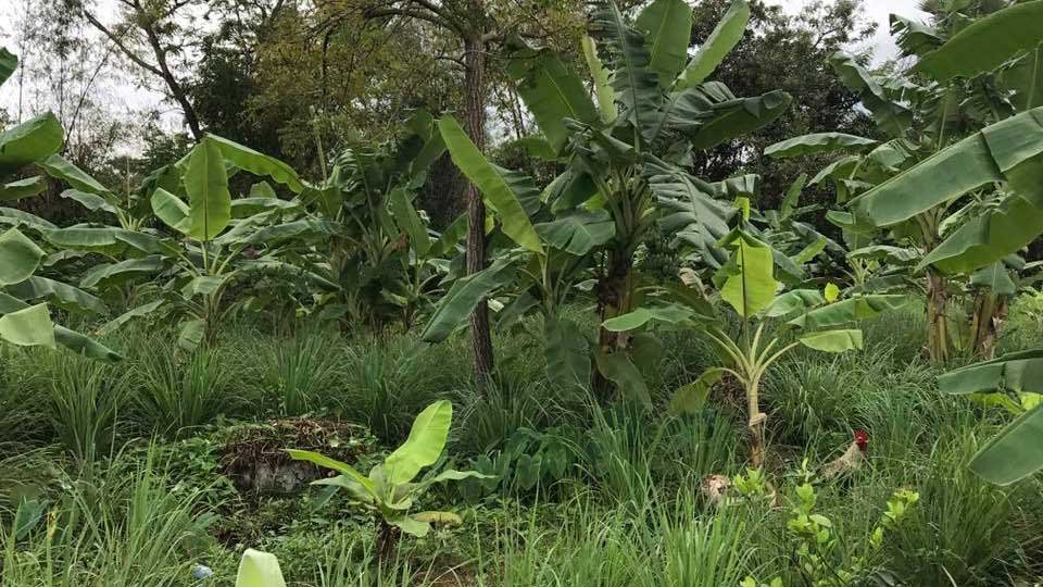 ស្លឹកគ្រៃ