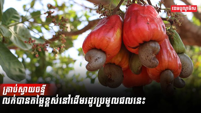គ្រាប់ស្វាយចន្ទី