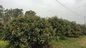 ចម្ការ​ត្រងែន​​មួយ​កន្លែង នៅ​ក្នុង​ខេត្ត​ប៉ៃលិន។