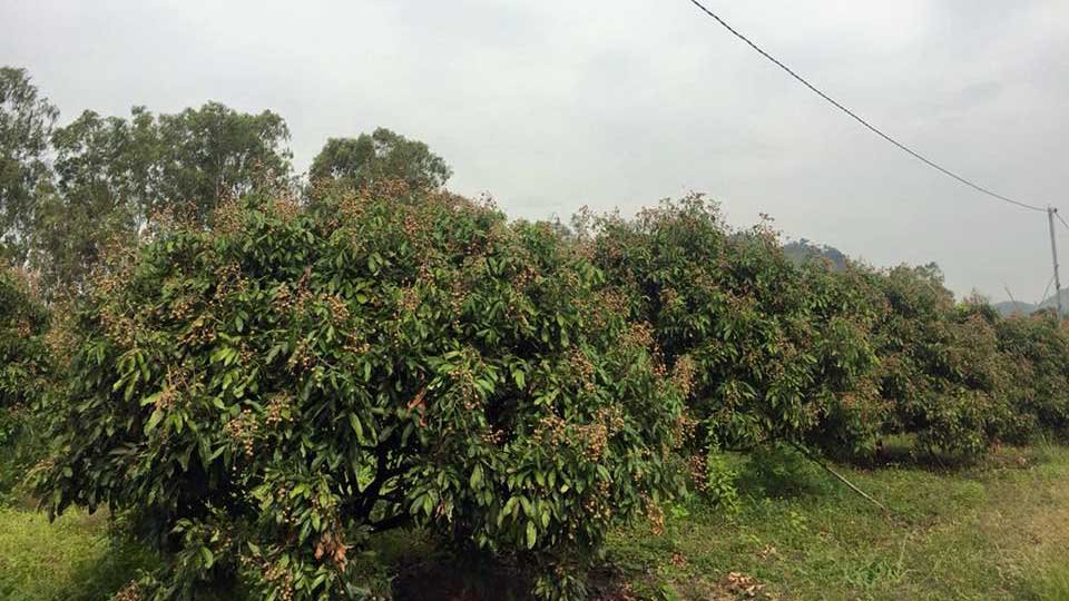 ចម្ការ​ត្រងែន​​មួយ​កន្លែង នៅ​ក្នុង​ខេត្ត​ប៉ៃលិន។