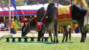 គោឧសភរាជព្យាករថា «នឹងមានការប្រមូលផលស្រូវ ពោត និងសណ្តែកបានខ្ពស់ឆ្នាំនេះ» (រូបភាព ពី AKP)