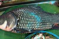 ត្រីគល់រាំង ឬហៅ ត្រីកាហោ ឬ ត្រីក្បាលឡាន​ ជាមច្ឆជាតិ​និមិត្តរូបនៃ​ព្រះរាជាណាចក្រ​កម្ពុជា។