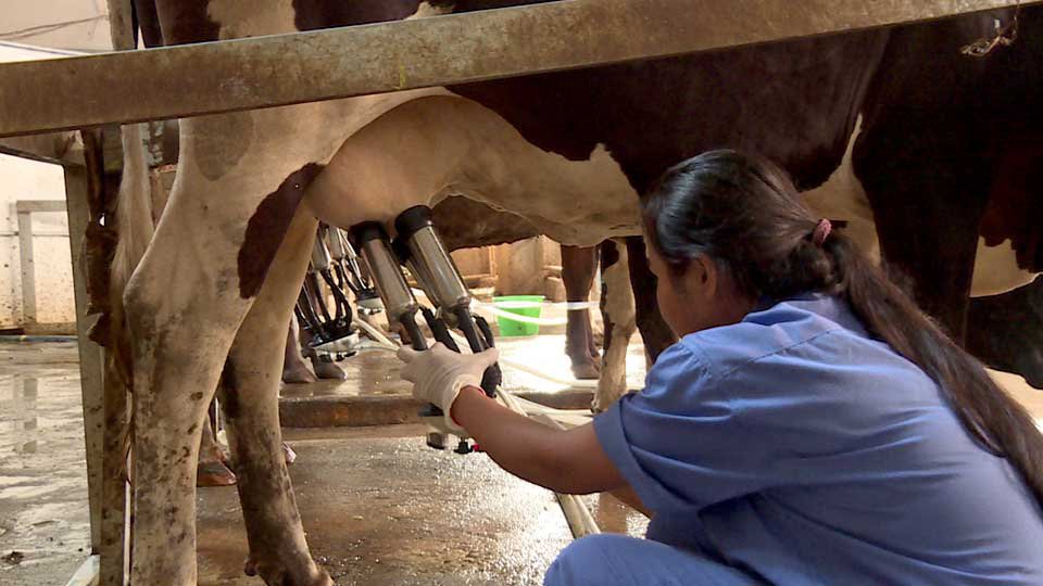 ក្រុមហ៊ុន MOO MOO Farm ជា​វិនិយោគិន​អាមេរិក​ដែល​ចិញ្ចឹម​គោ​និង​ផលិត​ទឹក​ដោះ​គោ​ស្រស់​ដំបូង​គេ​បង្អស់​នៅ​កម្ពុជា។