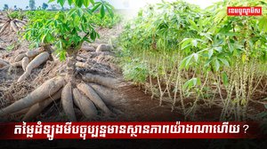 តម្លៃដំឡូងមីបច្ចុប្បន្នមានស្ថាភាពយ៉ាងណាហើយ?