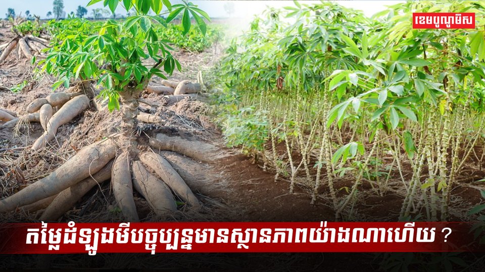 តម្លៃដំឡូងមីបច្ចុប្បន្នមានស្ថាភាពយ៉ាងណាហើយ?