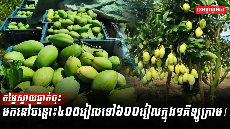 តម្លៃស្វាយធ្លាក់ចុះ
