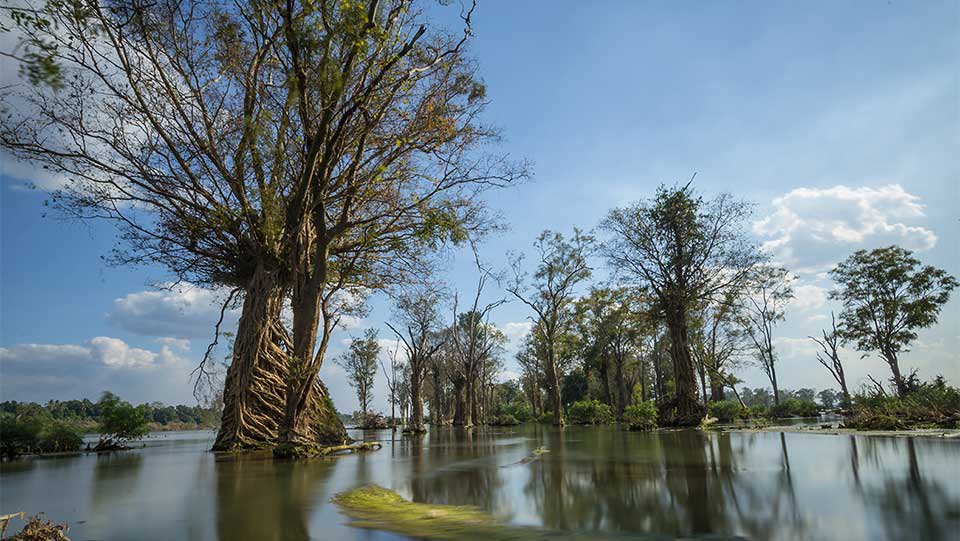 ដើម​ឈើ​ដុះ​ក្នុង​ទន្លេ​មេគង្គ ក្នុង​ខេត្ត​ស្ទឹង​ត្រែង។ រូបថត​នេះ​ស្ថិត​ក្នុង​ចំណោម​រូបថត​ជ័យ​លាភី​ក្នុង​កម្មវិធី​ប្រកួត​រូបថត​របស់​គណៈកម្មការ​ទន្លេ​មេគង្គ។ រូបថត៖ Sokratana Hou/MRC