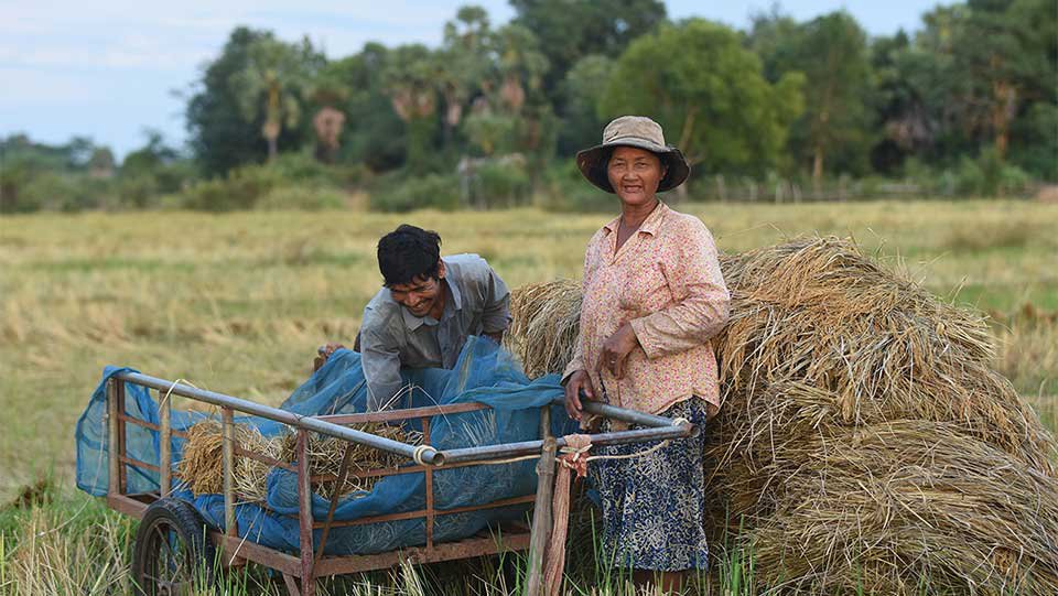 កសិករ​ប្ដី​ប្រពន្ធ​ប្រមូល​ផល​ស្រូវ​នៅ​ខេត្ត​កណ្ដាល។ រូបថត​នេះ​ស្ថិត​ក្នុង​ចំណោម​រូបថត​ជ័យ​លាភី​ក្នុង​កម្មវិធី​ប្រកួត​រូបថត​របស់​គណៈកម្មការ​ទន្លេ​មេគង្គ។ រូបថត៖ Rithy Kheurn/MRC