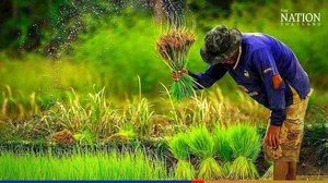 ថៃបានអនុម័តថវិកាចំនួនជាង ៤ពាន់លានដុល្លារ គាំទ្រគម្រោងផ្ដួចផ្ដើមជួយកសិករដាំដុះស្រូវ