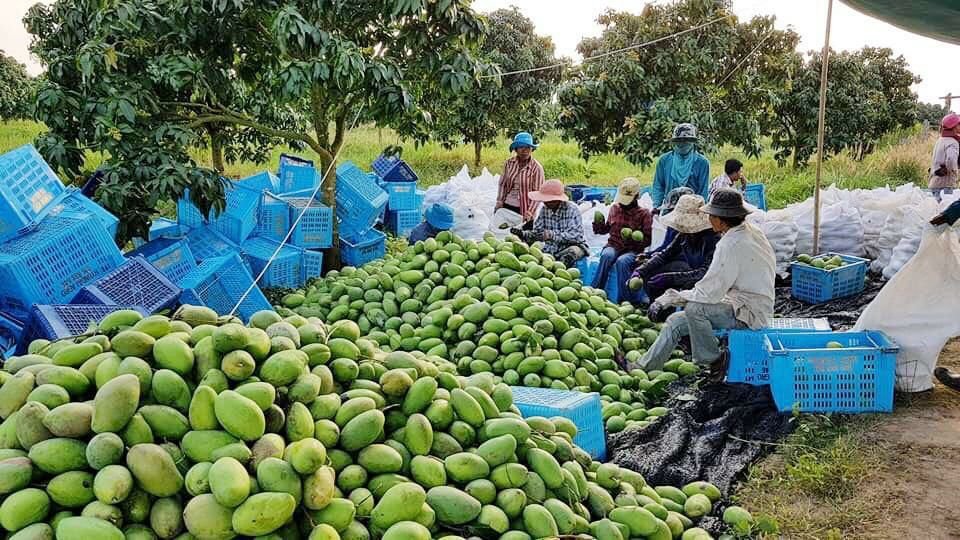 អ្នកជំនាញថា តម្លៃផ្លែស្វាយឆ្នាំនេះប្រសើរជាងឆ្នាំមុន ប៉ុន្ដែ ទិន្នផលអាចនឹងថយចុះដោយសារកត្តាអាកាសធាតុ