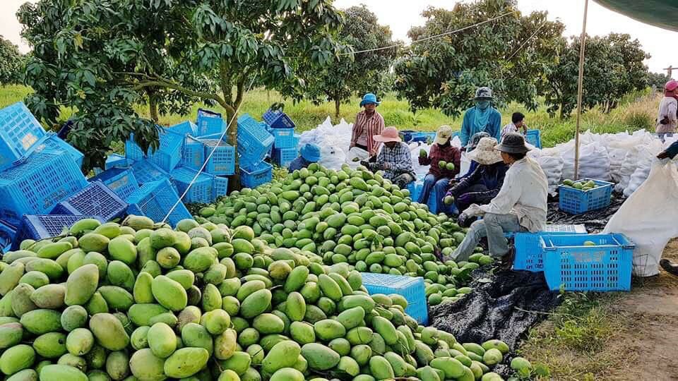 សកម្មភាពកសិករប្រមូលផលផ្លែស្វាយ