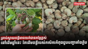 ដំណាំស្វាយចន្ទី