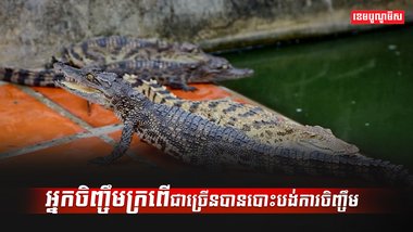 អ្នកចិញ្ចឹមក្រពើ