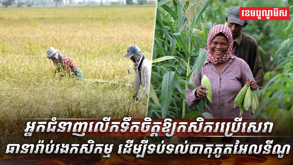 វិស័យកសិកម្ម