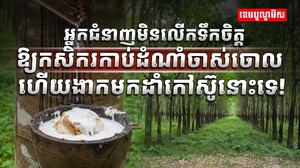 ទីផ្សារជ័រកៅស៊ូ