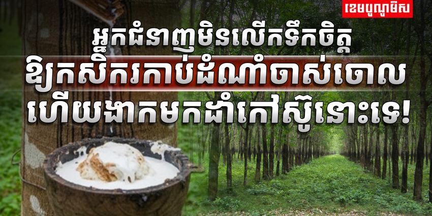 ទីផ្សារជ័រកៅស៊ូ