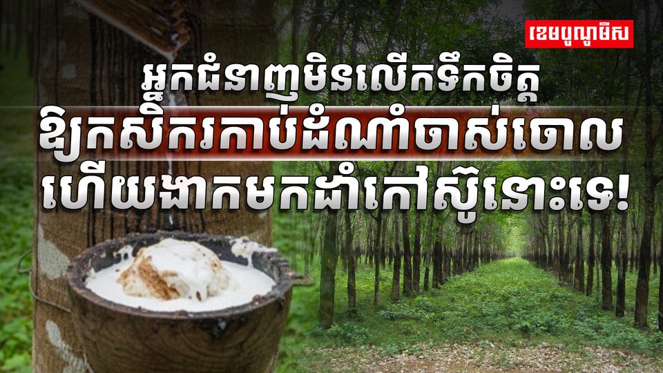 ទីផ្សារជ័រកៅស៊ូ