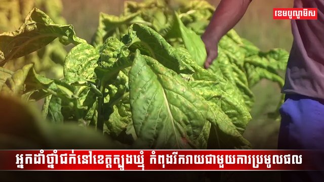 ថ្នាំជក់
