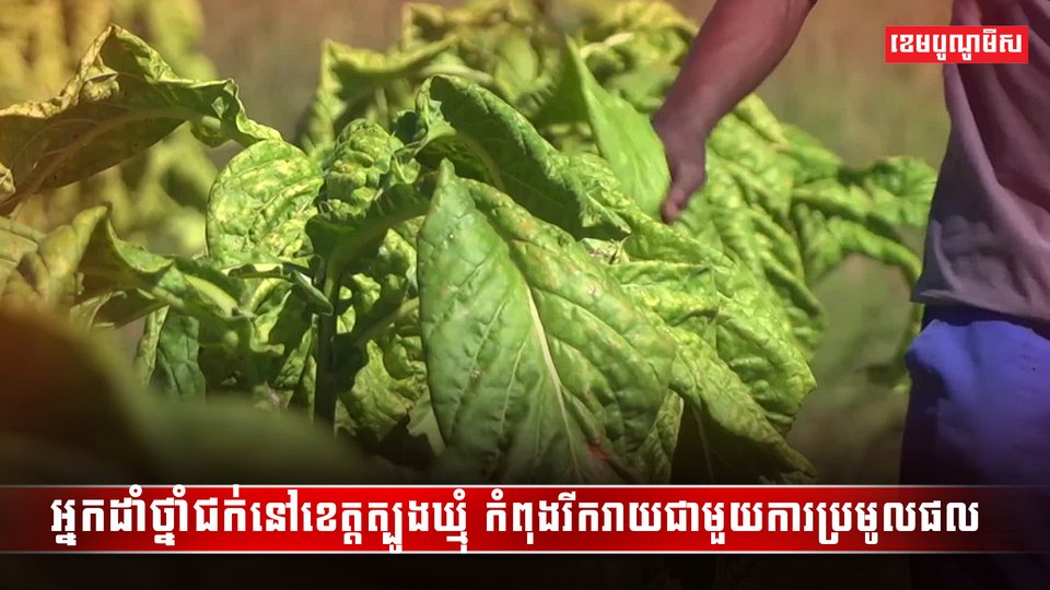 ថ្នាំជក់