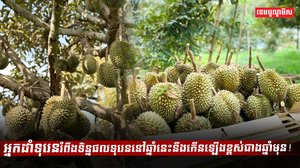 ដំណាំទុរេន