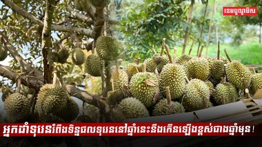 ដំណាំទុរេន