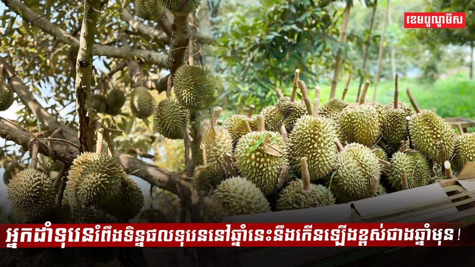 ដំណាំទុរេន