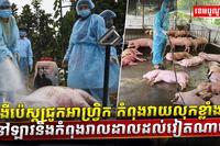 ជំងឺប៉េស្តជ្រូកអាហ្វ្រិក