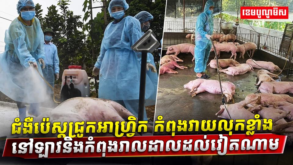ជំងឺប៉េស្តជ្រូកអាហ្វ្រិក