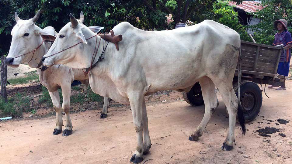 អាចម៍​គោ​មាន​តម្លៃ​ខ្ពស់ ខណៈ​ដែល​កសិករ​លែង​ចិញ្ចឹម​និង​ប្រើ​គោ មក​ប្រើ​គោយន្ត​សម្រាប់​ការ​ភ្ជួររាស់​ធ្វើ​ស្រែ​ចម្ការ។ រូបភាព៖ សូរ ចាន់ណា