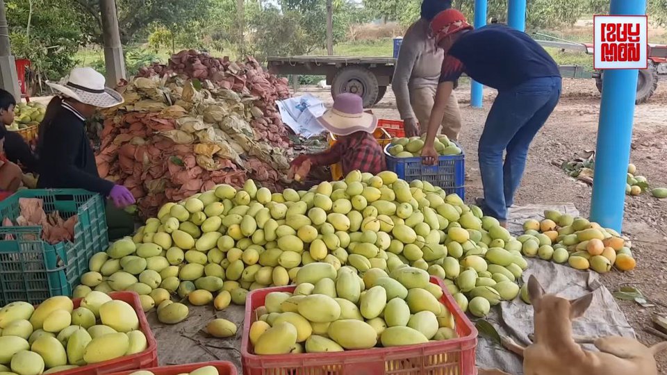 ការប្រមូលផលស្វាយរបស់កសិករ