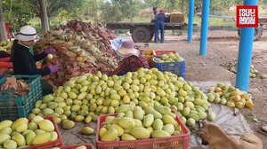 ការបែងចែកប្រភេទស្វាយ សម្រាប់នាំចេញស្វាយ នៅចម្ការប្រជាពលរដ្ឋ ដែលសហការនាំចេញដោយក្រុមហ៊ុនអង្គរហ្គ្រីន