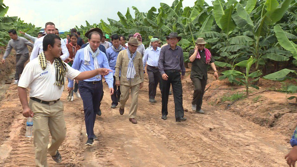 កម្ពុជារំពឹងនាំចេញចេកអំបូងលឿងទៅចិន លើកដំបូង៣ម៉ឺនតោននៅដើមឆ្នាំ ២០១៩