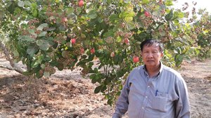 ស្វាយចន្ទីខ្មែរអាចនឹងមានក្តីសង្ឃឹមខ្ពស់ដែរទេ បើសិនគោលនយោបាយស្វាយចន្ទីជាតិត្រូវបានអនុម័ត?