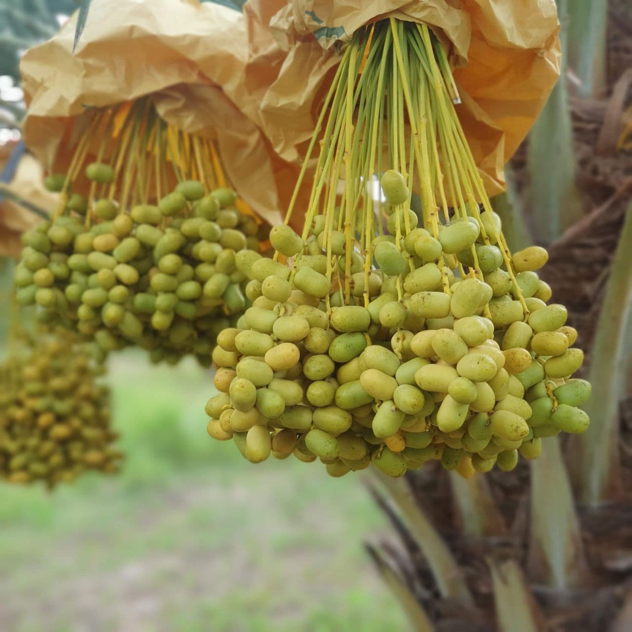 ក្រុមហ៊ុនក្នុងស្រុកមួយ មានមហិច្ឆតាអភិវឌ្ឍការដាំដុះល្ម៉ើ ឲ្យក្លាយជាដំណាំនិមិត្តរូបនៃខេត្តពោធិ៍សាត់