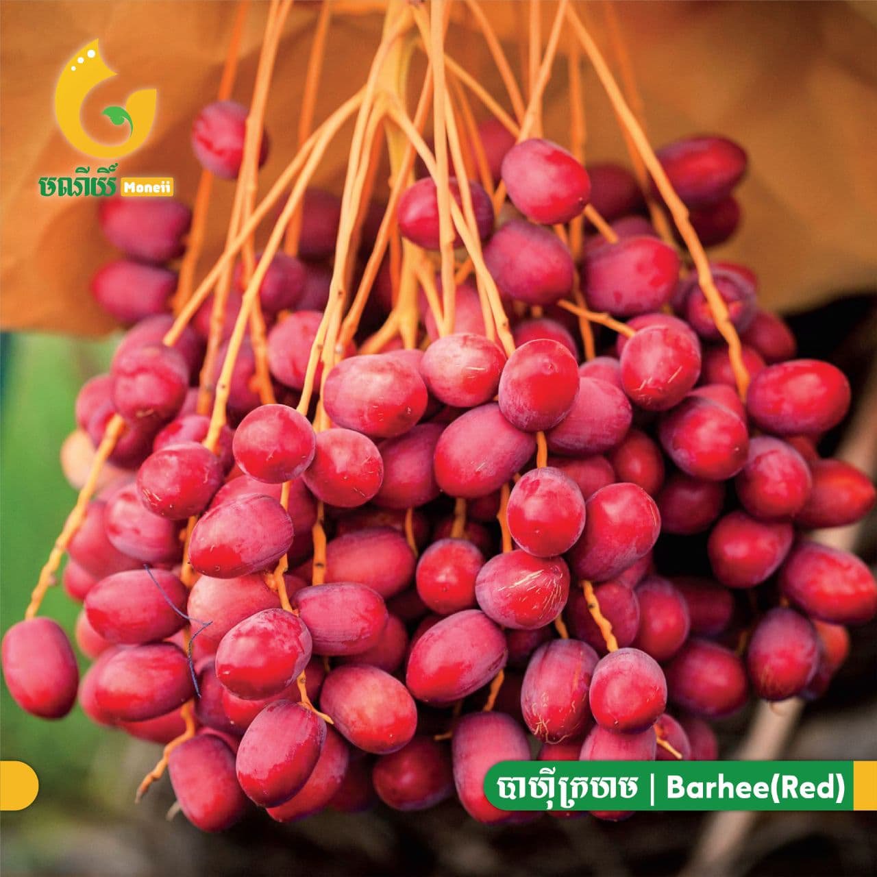 ក្រុមហ៊ុនក្នុងស្រុកមួយ មានមហិច្ឆតាអភិវឌ្ឍការដាំដុះល្ម៉ើ ឲ្យក្លាយជាដំណាំនិមិត្តរូបនៃខេត្តពោធិ៍សាត់