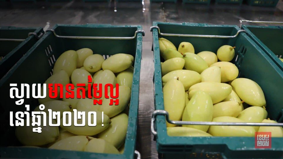 តម្លៃស្វាយស្រស់កើនខ្ពស់នៅឆ្នាំ២០២០ ខណៈបរិមាណនាំចេញ មានដល់ជិត១០ម៉ឺនតោន