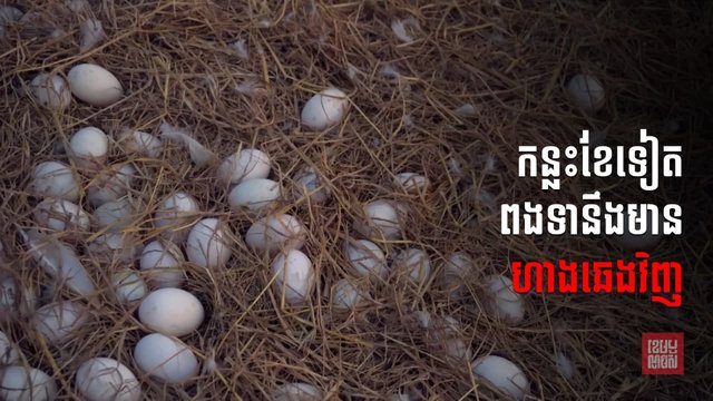 សមាគមអ្នកចិញ្ចឹមសត្វកម្ពុជា៖ យ៉ាងយូរ១៥ថ្ងៃទៀត តម្លៃពងទានឹងវិលមកធម្មតាវិញ