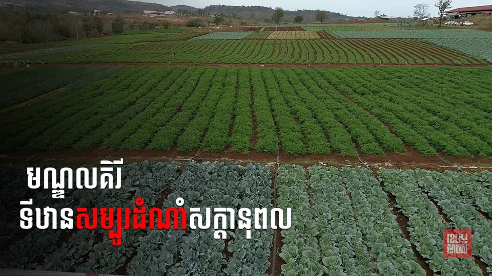 រដ្ឋមន្រ្តីកសិកម្ម៖ខេត្តមណ្ឌលគិរីនឹងមានមុខដំណាំបន្លែសម្គាល់ភូមិសាស្ត្រឆាប់ៗនេះ