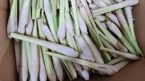 គល់ស្លឹកគ្រៃ