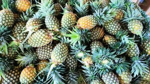 ម្ចាស់កសិដ្ឋានដាំម្នាស់ទឹកឃ្មុំធំមួយ គ្រោងផលិតស្រាម្នាស់ជាង១ម៉ឺនដបក្នុងមួយឆ្នាំ និងពង្រីកការដាំដុះឲ្យបាន១លានដើម
