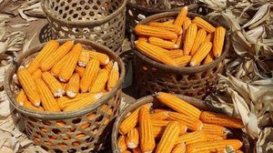 ទីផ្សារពោតក្រហម