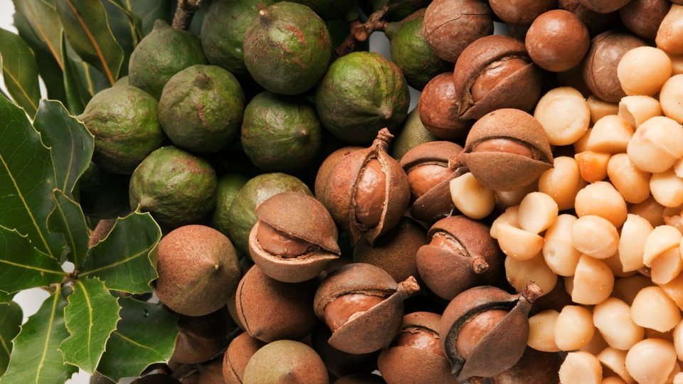 គ្រាប់ម៉ាកាដាមៀ (Macadamia)