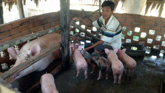 ប្រជាពលរដ្ឋ​អ្នក​ចិញ្ចឹម​ជ្រូក។ រូបភាព៖ ហ្វេសប៊ុក​ក្រសួង​កសិកម្ម