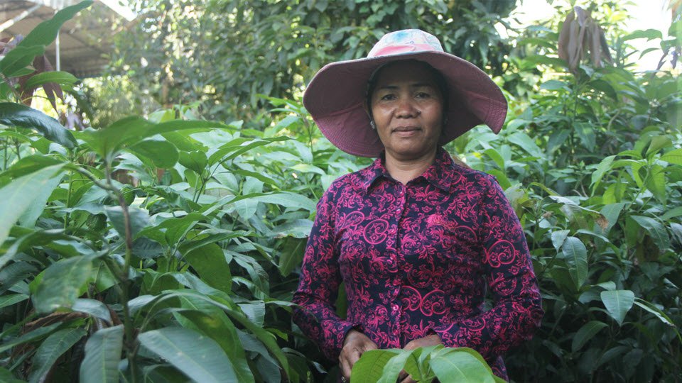 របរ​បណ្តុះ​កូន​ឈើ​ហូប​ផ្លែ​លក់ ផ្ដល់​ចំណូល​ខ្ទង់​ម៉ឺន​ដុល្លារ​សម្រាប់​អ្នក​ភូមិ​បត់តាជី។