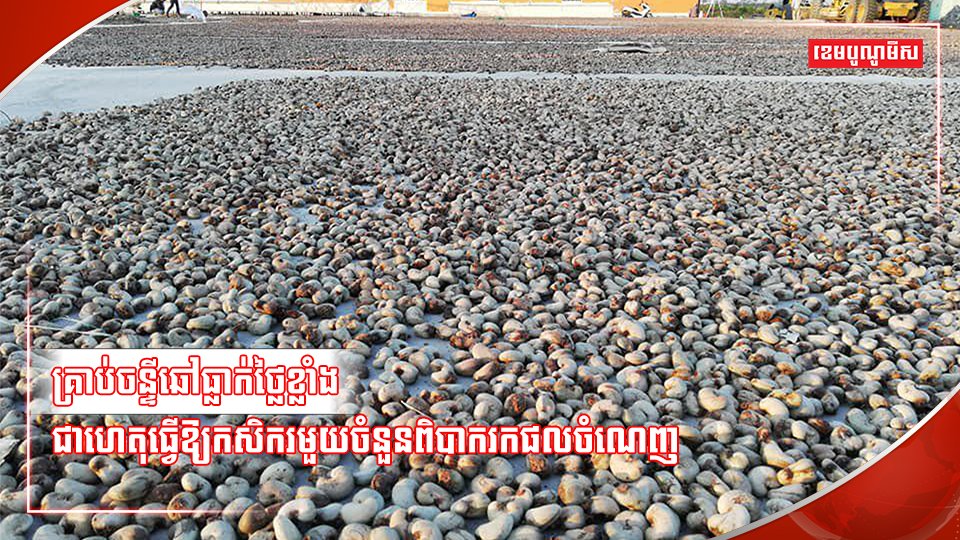 ដំណាំស្វាយចន្ទី