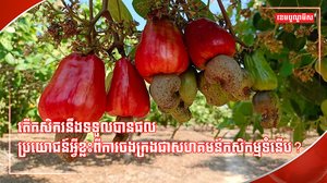 វិស័យកសិកម្ម