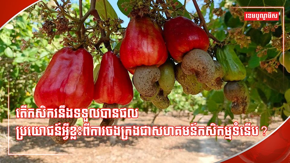 វិស័យកសិកម្ម